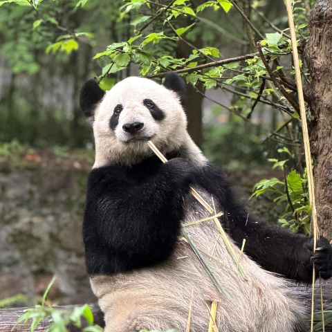 Giant Pandas