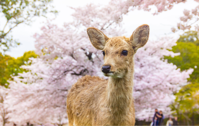 Day 11: Kyoto & Nara