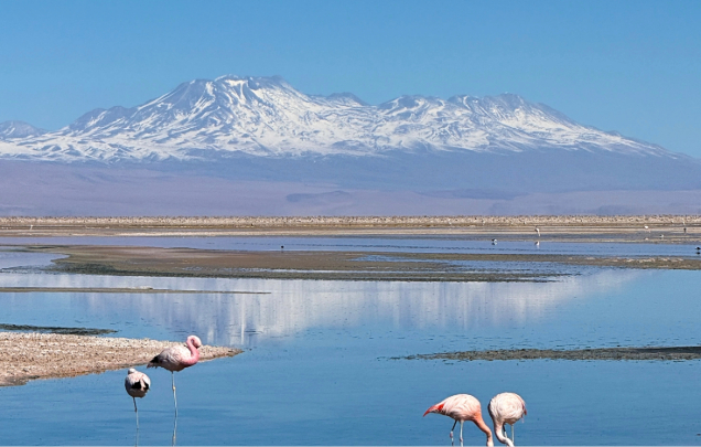 Day 6: Altiplanic Lagoons & Atacama Salt Flat