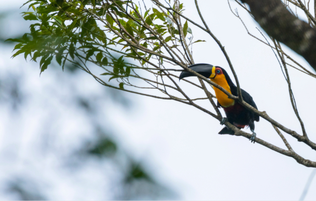 Day 9: Tijuca Rainforest