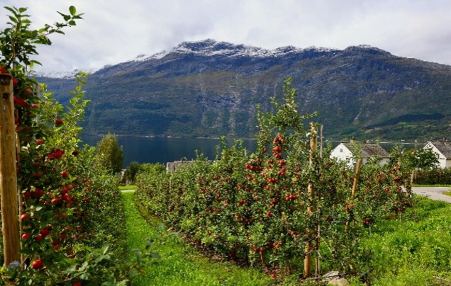 Day 21:  Odda & Apple Farm