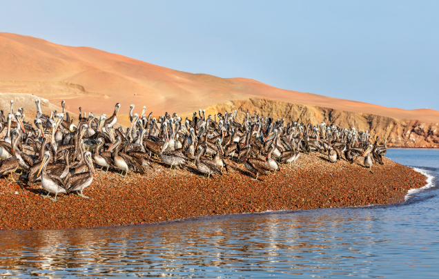 Day 2: Ballestas Islands & Paracas Reserve