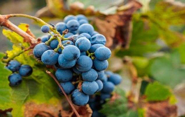 Day 2: Wine Tour & Tasting
