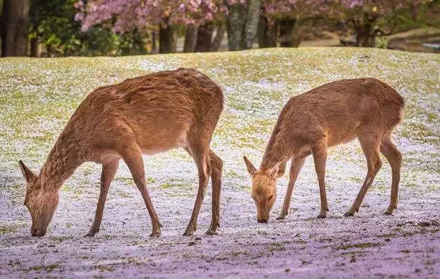 Day 10: Discover Nara