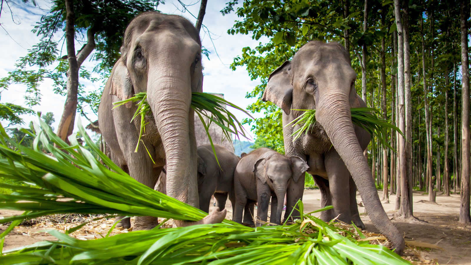 Thailand & Laos Adventure