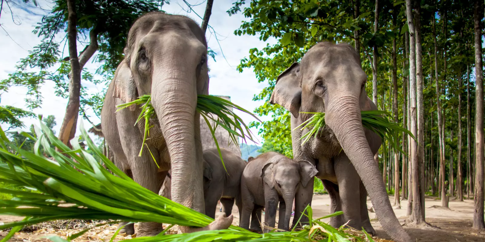 Thailand & Laos Adventure