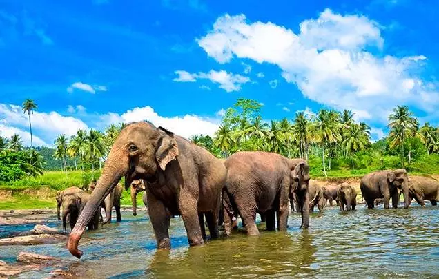 Day 10: Yala National Park