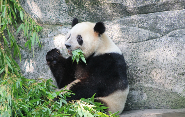 DAY 8: CHENGDU TO XIAN