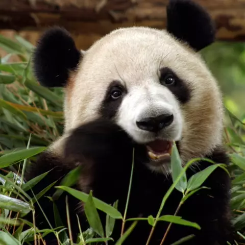 Giant Pandas