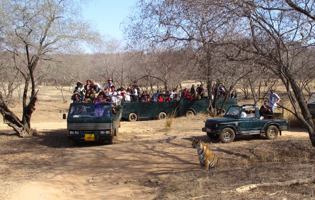 Day 15: Ranthambore Safaris