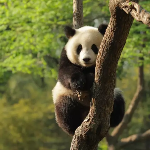Giant Pandas