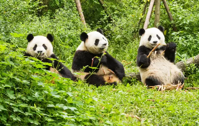 Day 8: Pandas