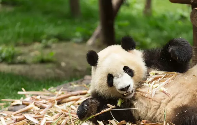 Day 10: Chongqing Panda House