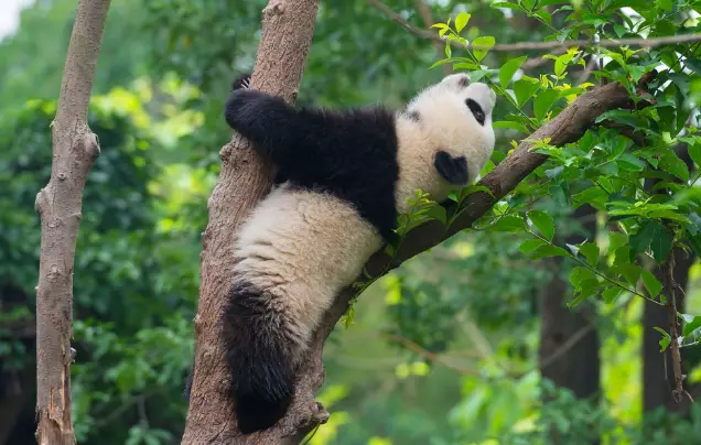 Day 15: Giant Pandas