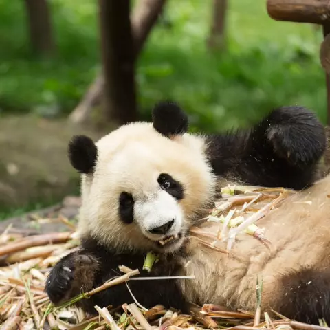 Giant Pandas