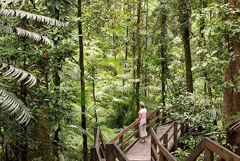 Daintree National Park