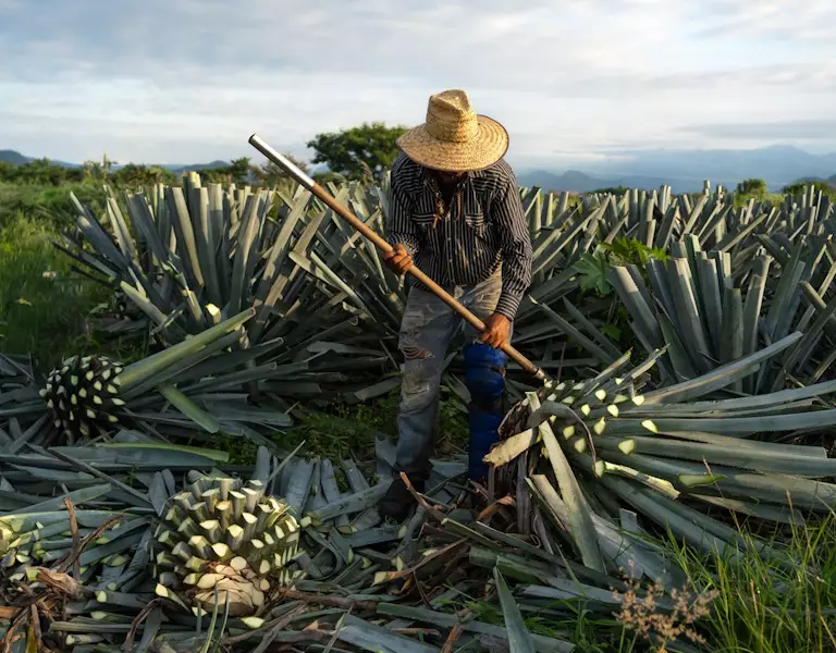 Tequila