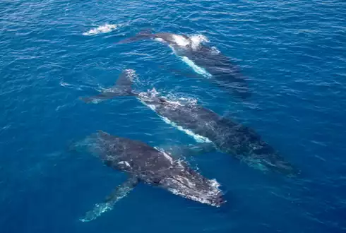 Broome Whale Watching