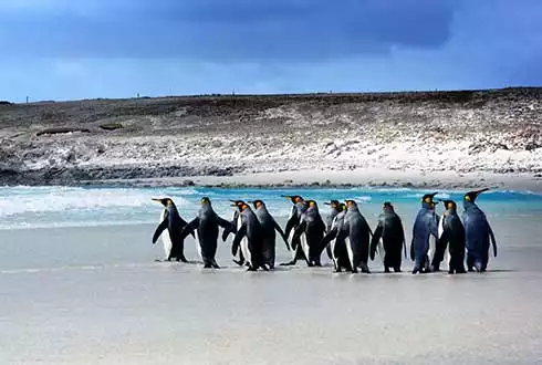 Falkland Islands