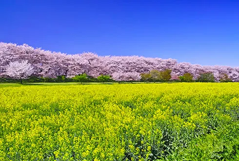 Saitama Prefecture