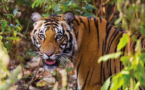 TAKE A WALK ON THE WILD SIDE