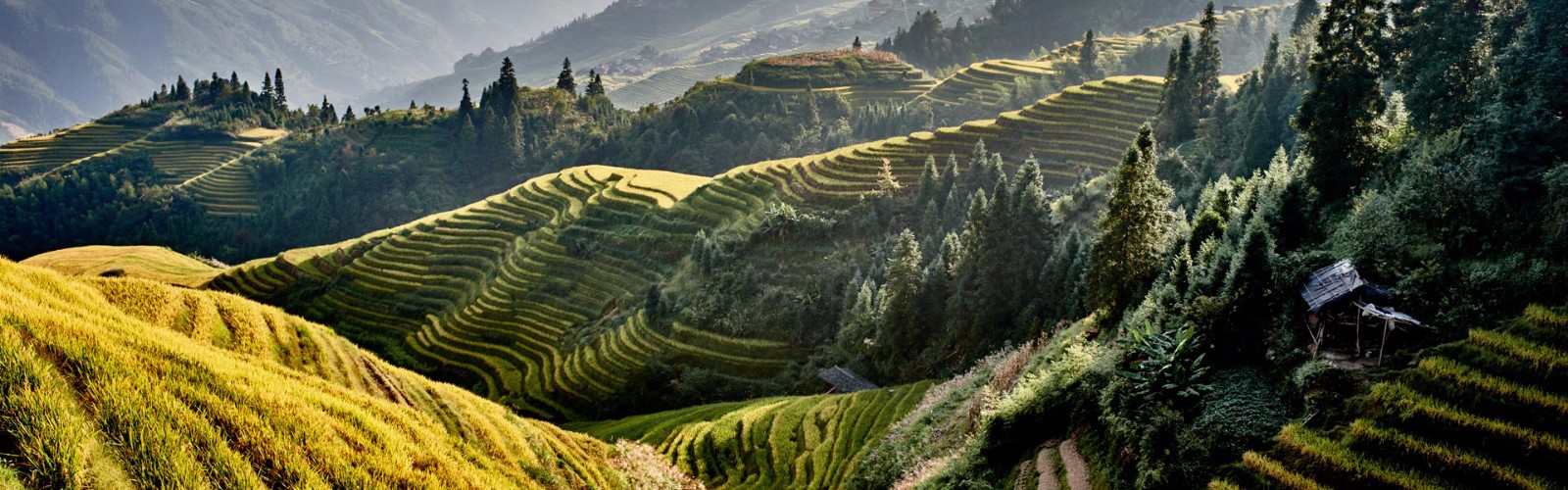 Rice terraces in Longshchen Rice terraces in Longshchen