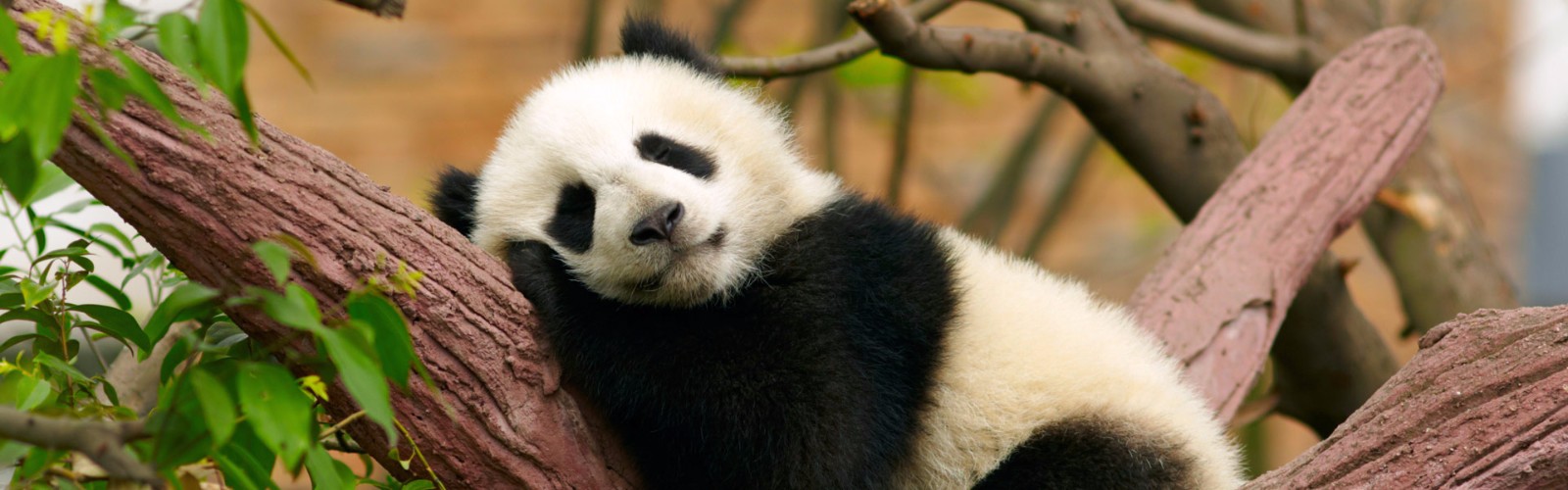 Chongqing Zoo & Panda House | Chongqing, China | Wendy Wu Tours Chongqing Zoo & Panda House | Chongqing, China | Wendy Wu Tours